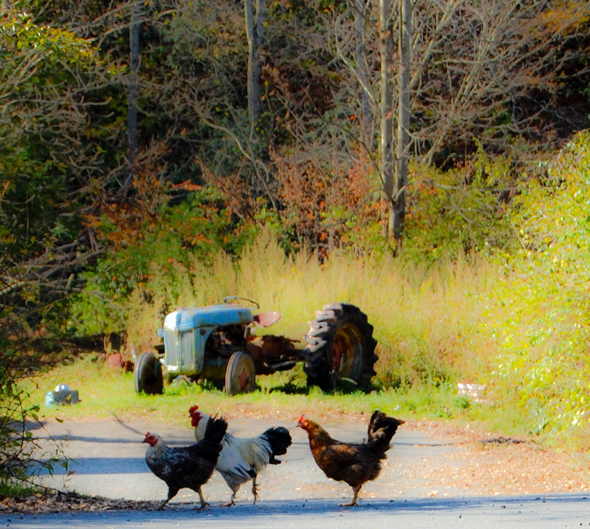 Chickens free-range on a rural road in Sullivan County. One of Fox's "Painterly photographs," which will be exhibited in May at Gallery 222 in Hurleyville.
